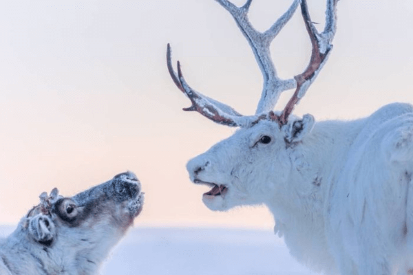 Visiter une ferme de rennes